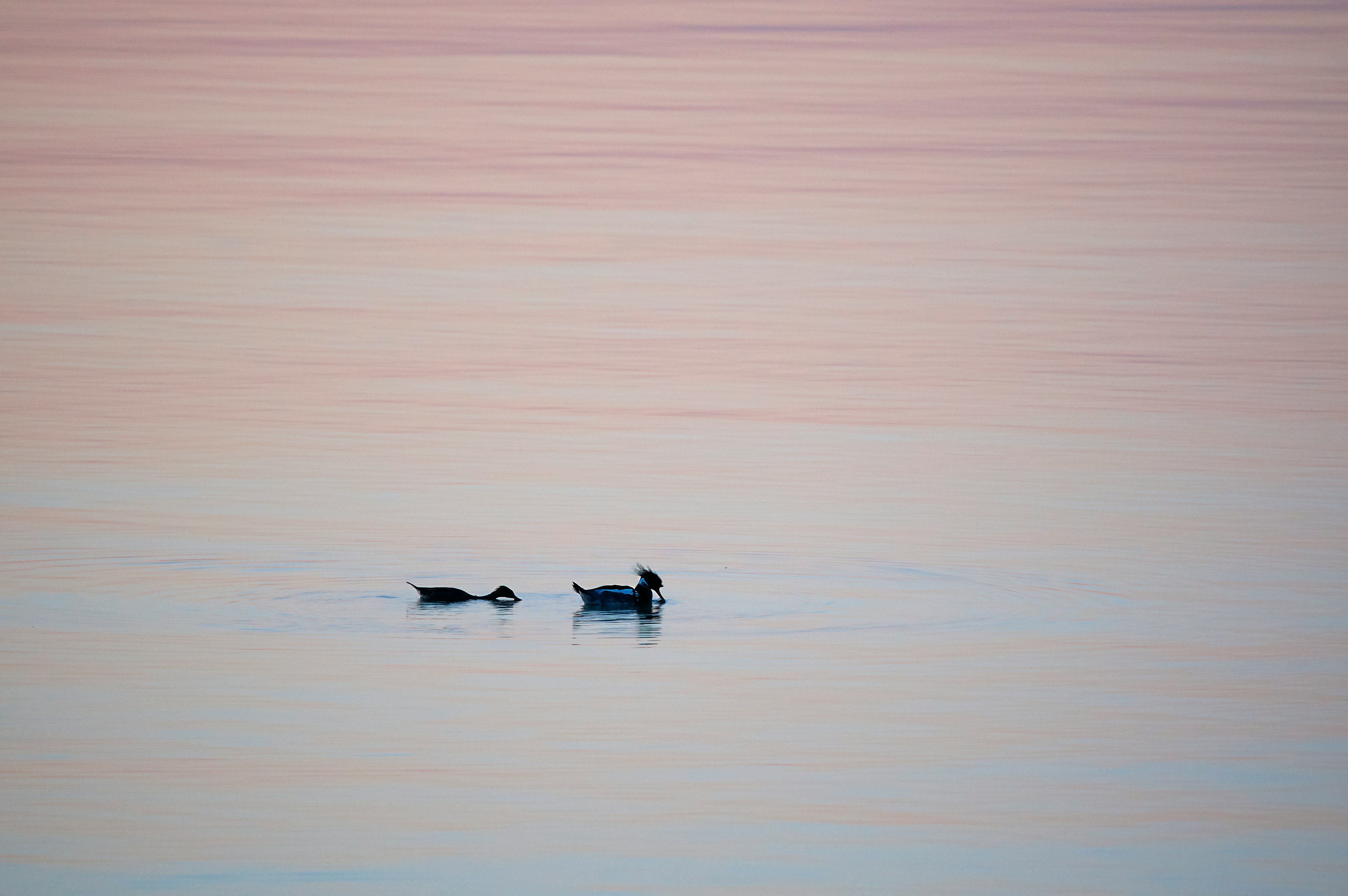 two black ducks on body of water